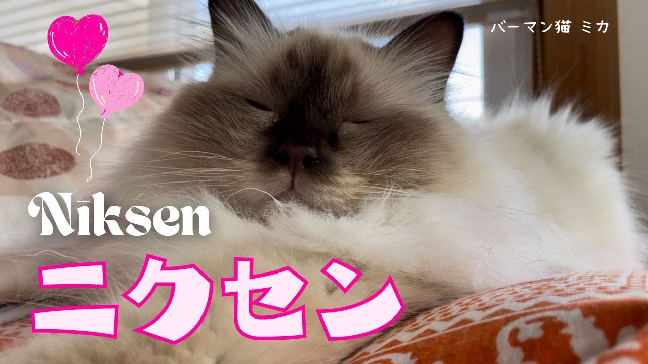 リラックス上手なバーマン猫ミカ【ニクセン】Niksen（バーマン猫）Birman/Cat