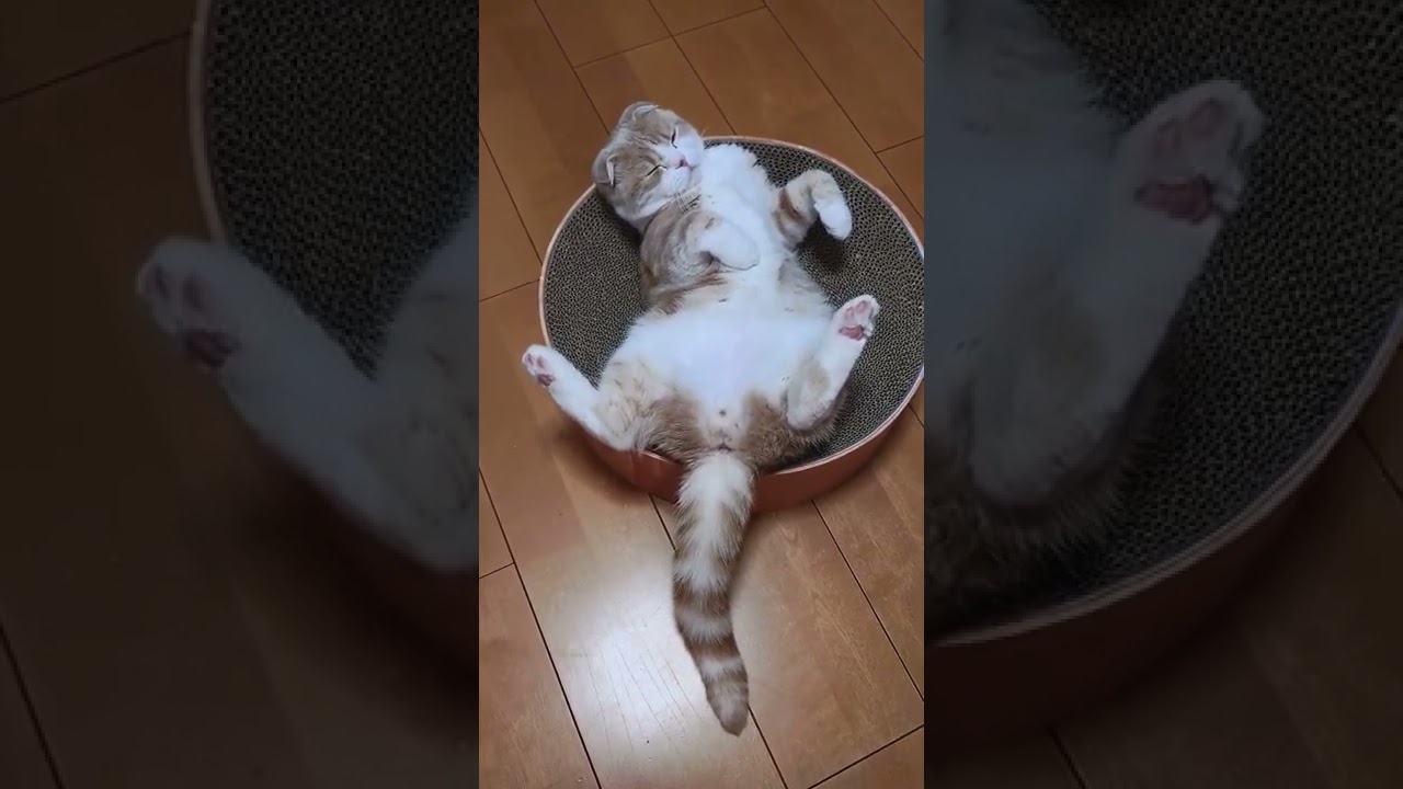 猫のへそてん凄い体制で寝てる（笑）　スコティッシュフォールドのレオくん