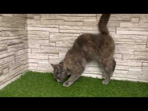 543622　ブリティッシュショートヘアー