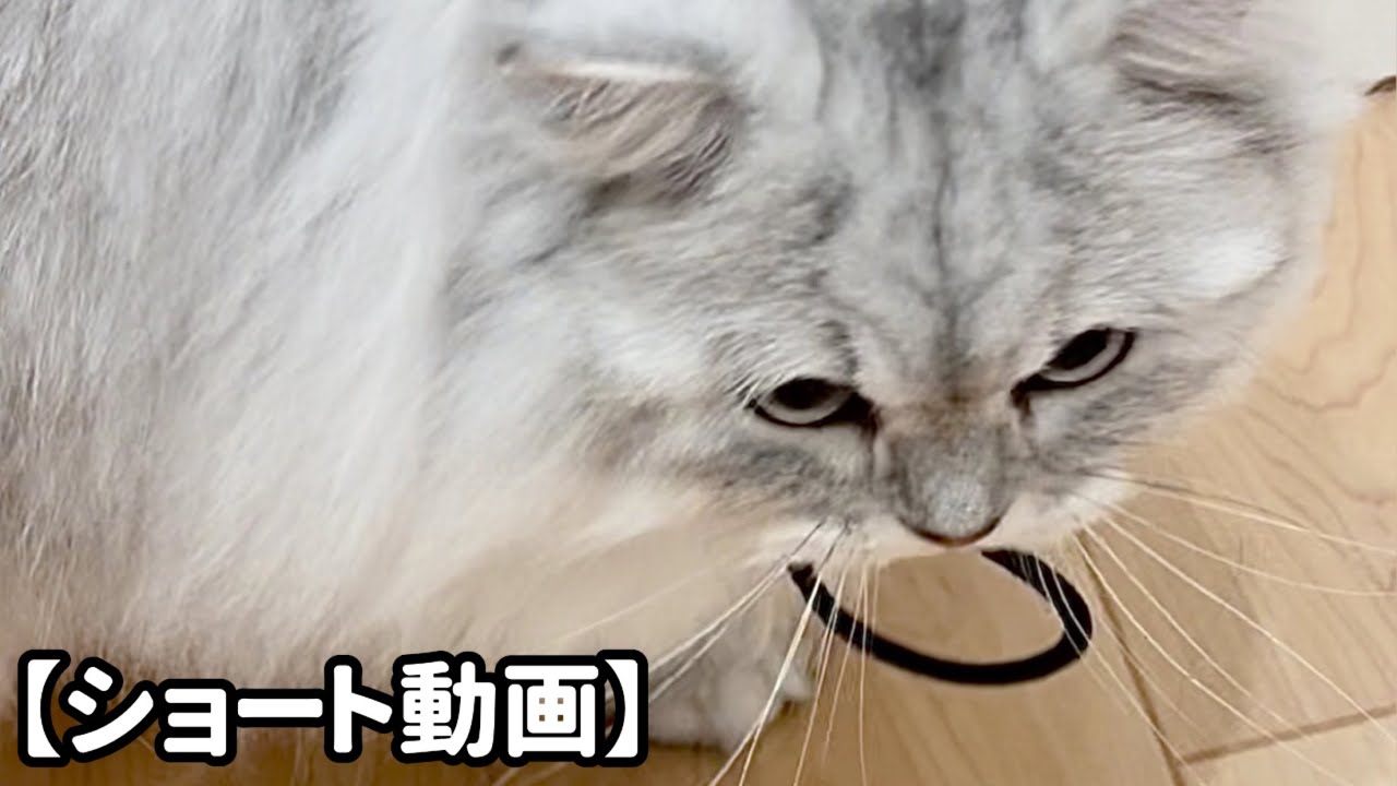髪ゴムを持ってきて遊んでしまう猫 【サイベリアン】 #Shorts