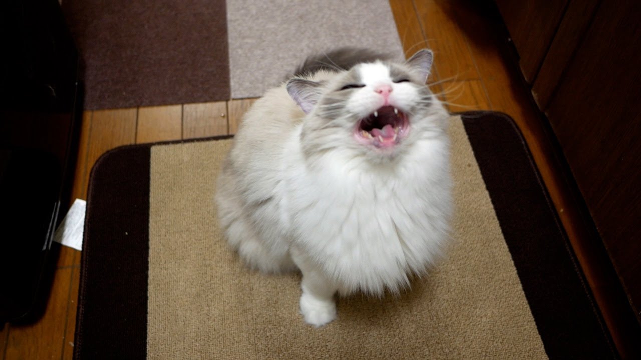 「お留守番がんばったから、おやつくだちゃ～いっ！」ラグドールの鳴き声に癒される日々