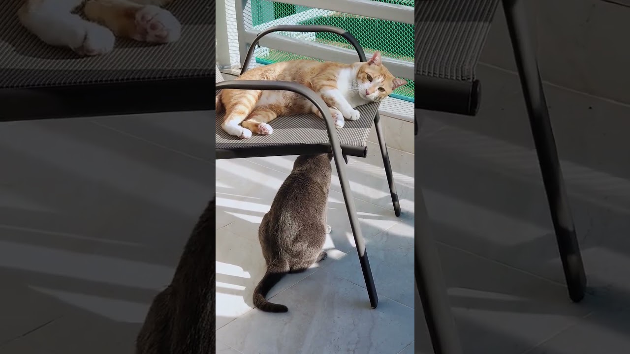 朝ちょっとした小競り合い Skirmish of Cats #shorts