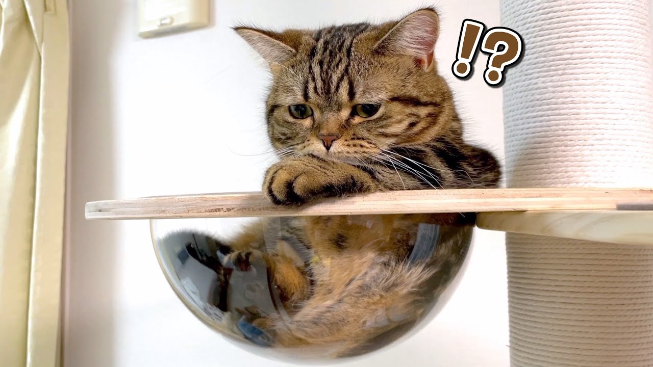 突然ベッドの床が透明になっちゃった猫の反応が可愛い！笑