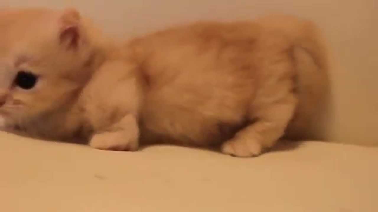 マンチカン ＊すずママBaby＊