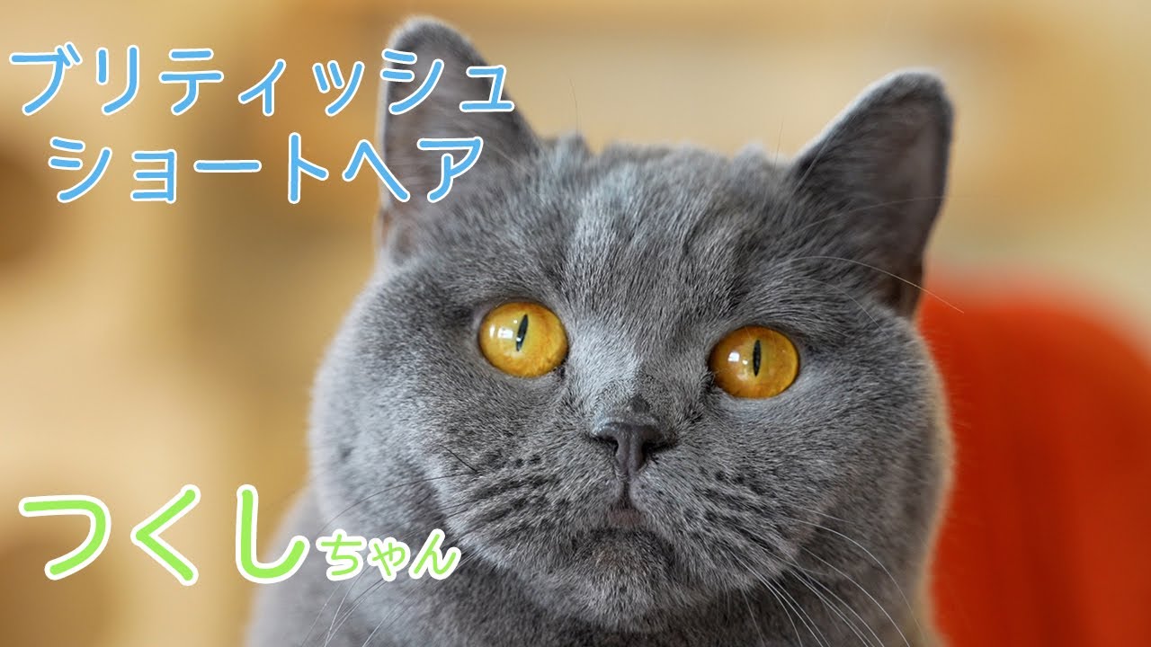小さなツンデレ娘！ブリティッシュショートヘアのつくしちゃん紹介！