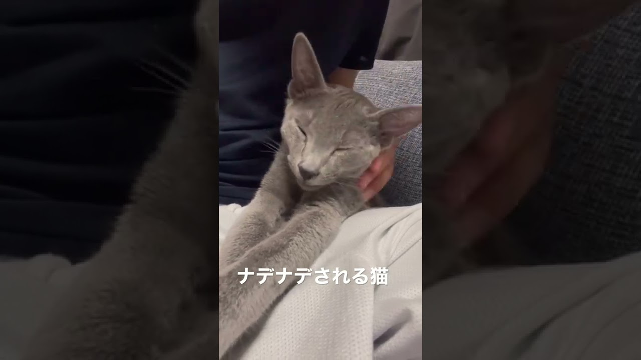 ナデナデされる猫【ロシアンブルー】
