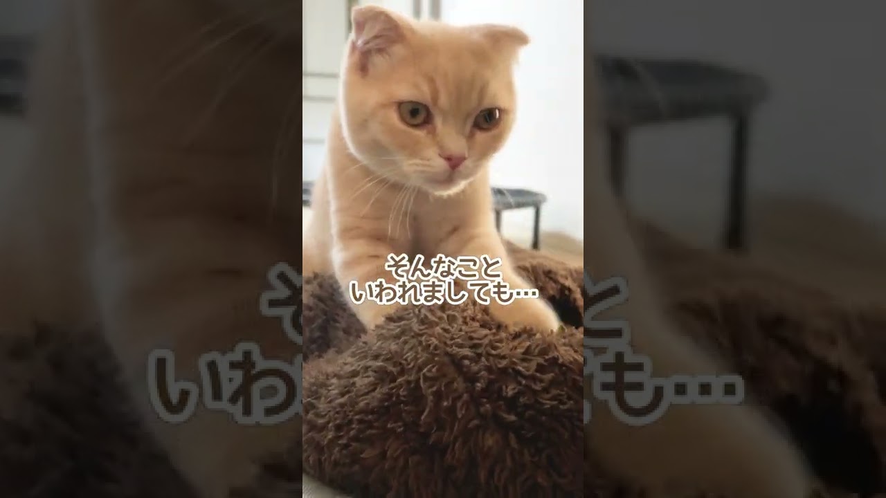 気まぐれ子猫のマッサージ屋さん【スコティッシュフォールド】#shorts #かわいい #子猫