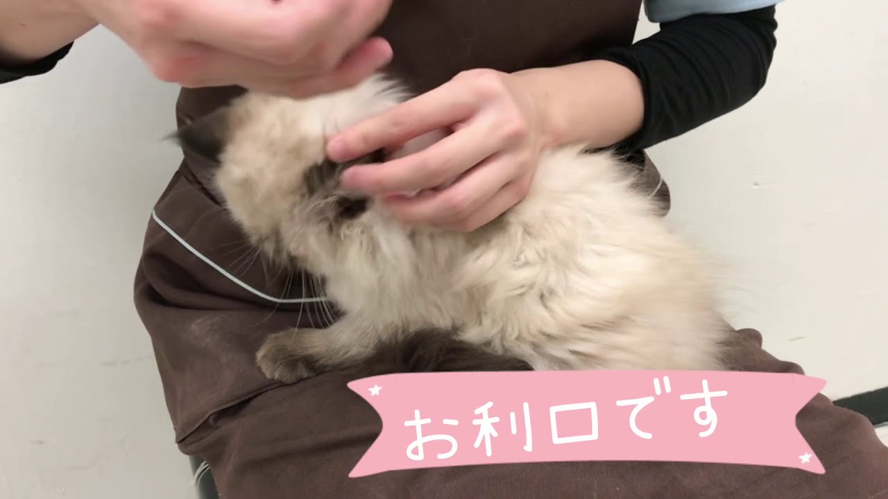 ヒマラヤンちゃんのお手入れ練習！