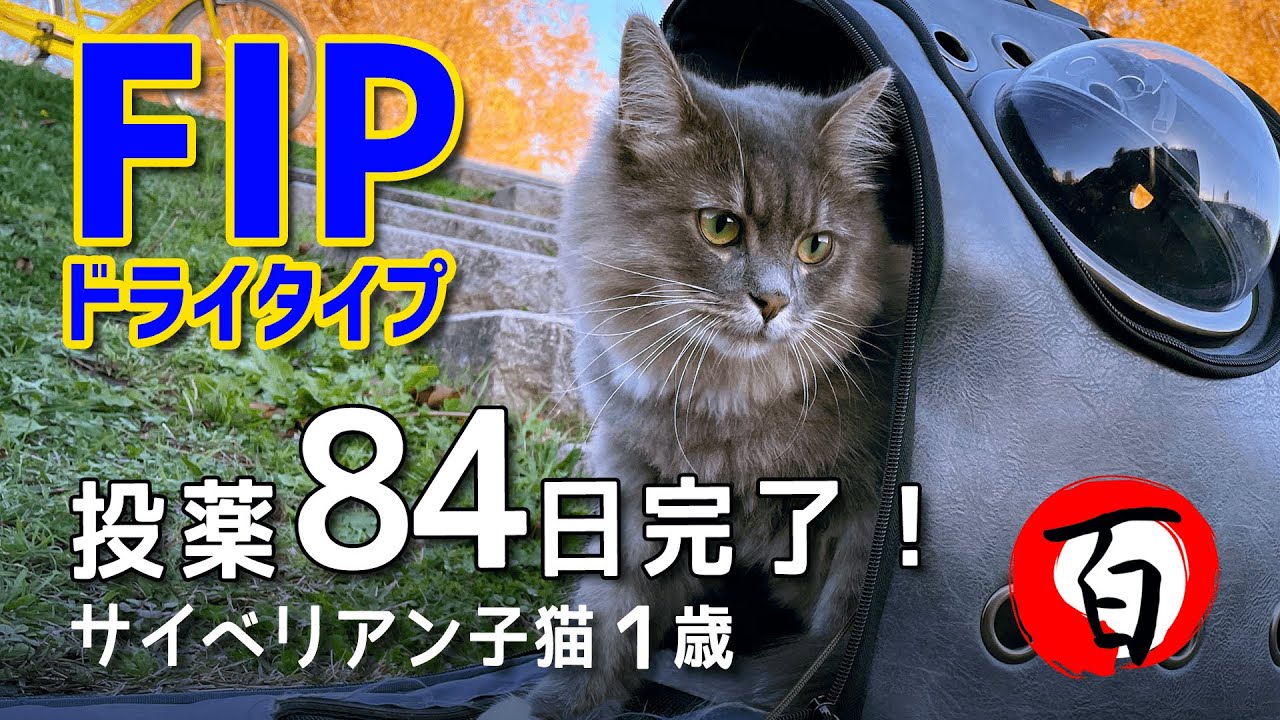 FIP治療！投薬84日完了【サイベリアン1歳5ヶ月】海外で正規に販売されてる抗ウイルス薬「GS441524」