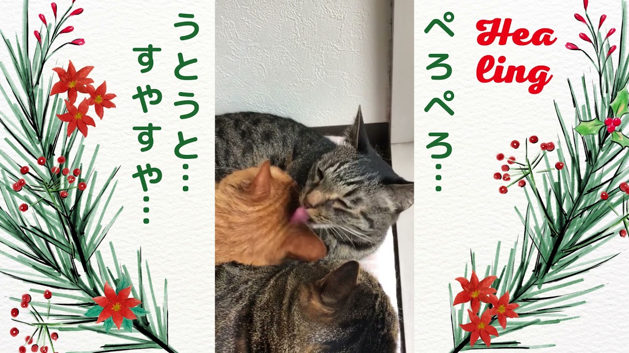 【日本猫の３ニャン】見ているこちらまで眠たくなる動画です。お休み前に見ると、すぐに寝られる。。。かもしれません☆【癒し、睡眠】