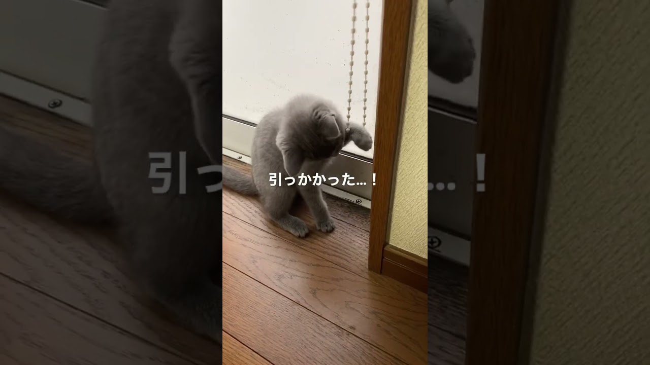 子猫動画　ブリティッシュのあおくん　ヒモが絡んで…