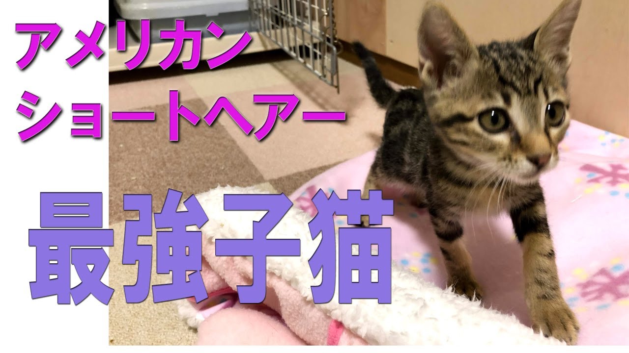 アメリカンショートヘアーの子猫がやってきた