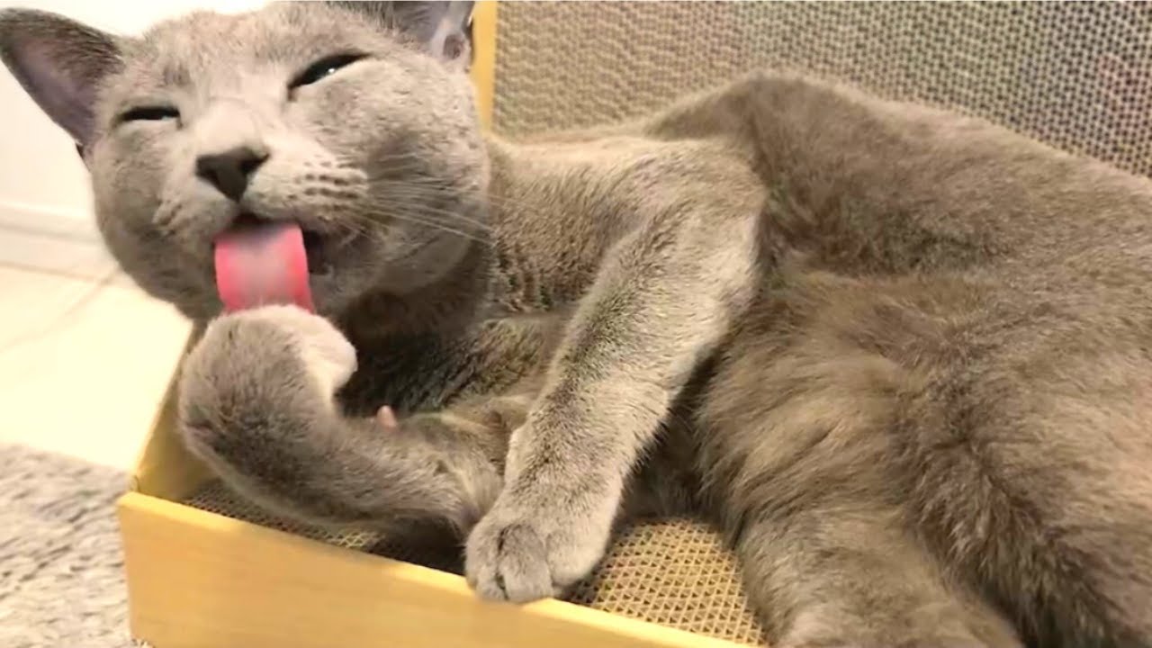 お昼寝中の猫に癒される【ロシアンブルー】Healed by a cat taking a nap