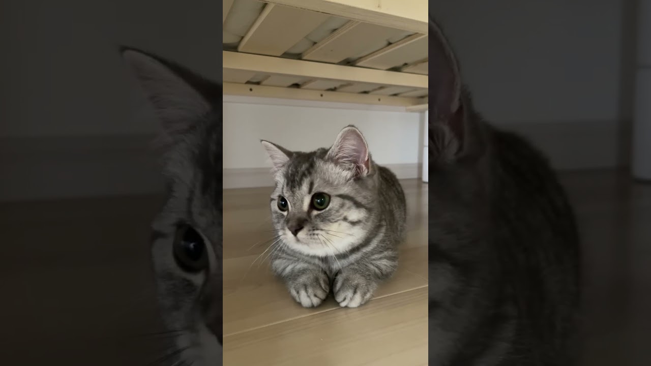 猫型ロボット #shorts #猫 #cat #マンチカン #ドラえもん