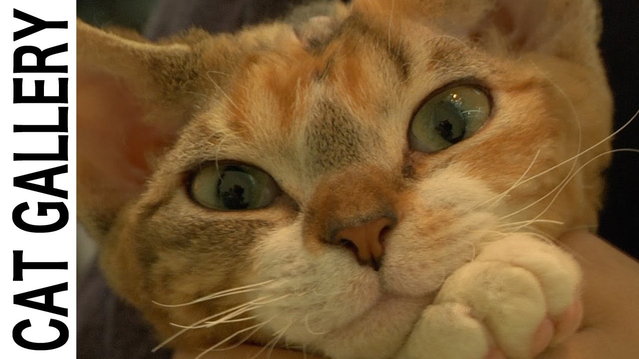 キャットショーで初めて見た希少な猫たち！