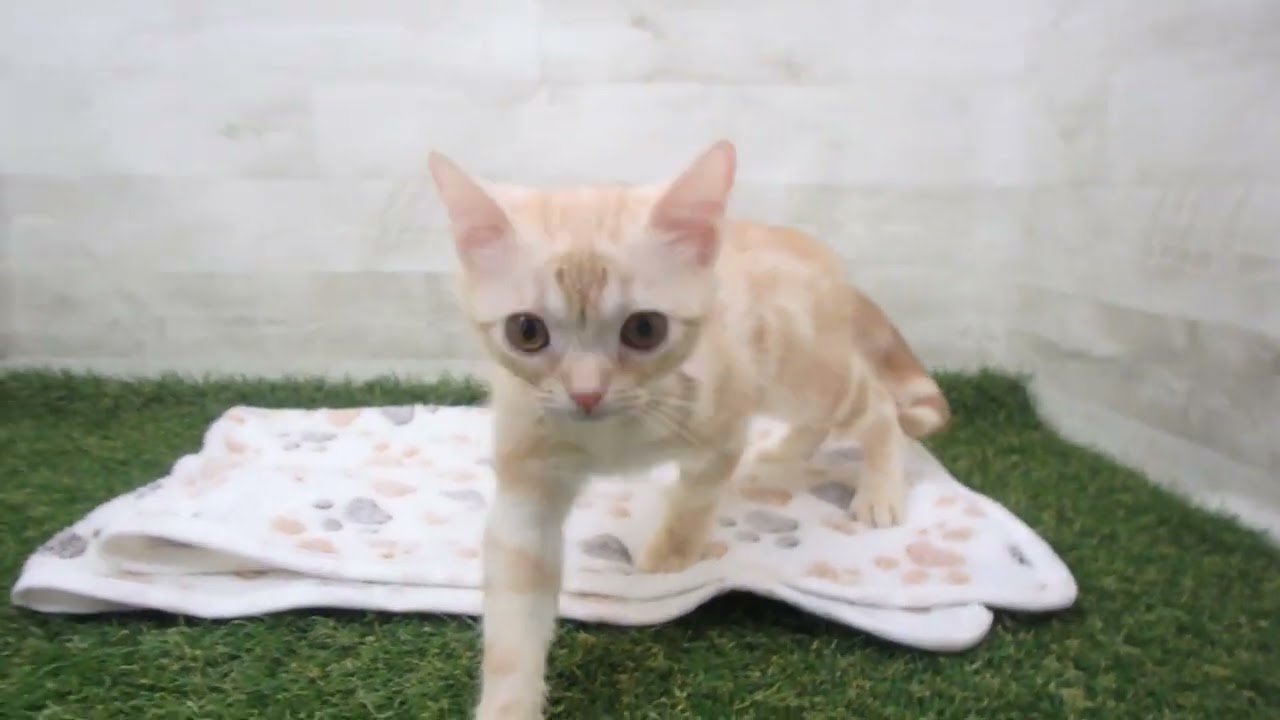 00596132 アメリカンショートヘアー