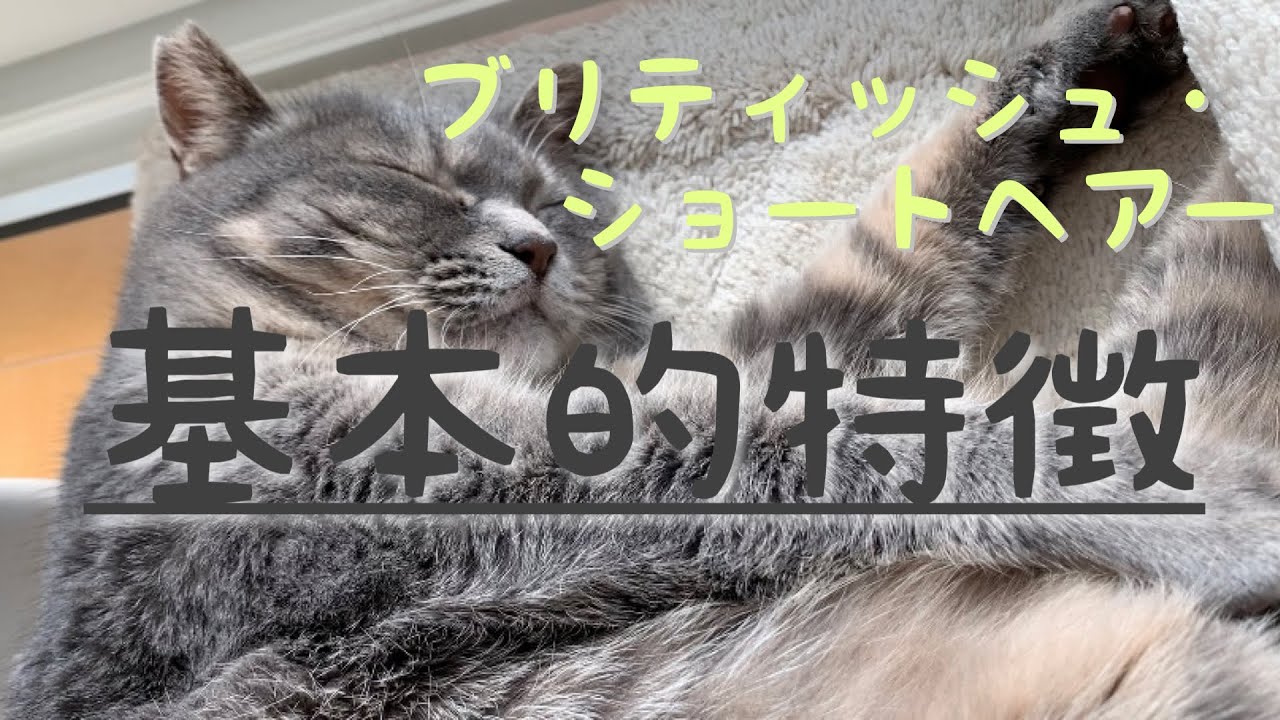 【家猫】#165 ブリティッシュショートヘアー猫の基本的特徴とは…#ブリショー猫