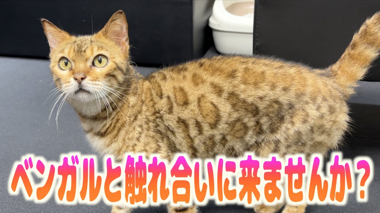 ベンガルの子猫と触れ合えるイベント来ませんか？