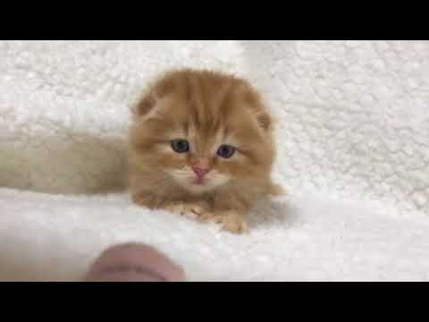 2018年7月2日産 スコティッシュフォールド赤ちゃん