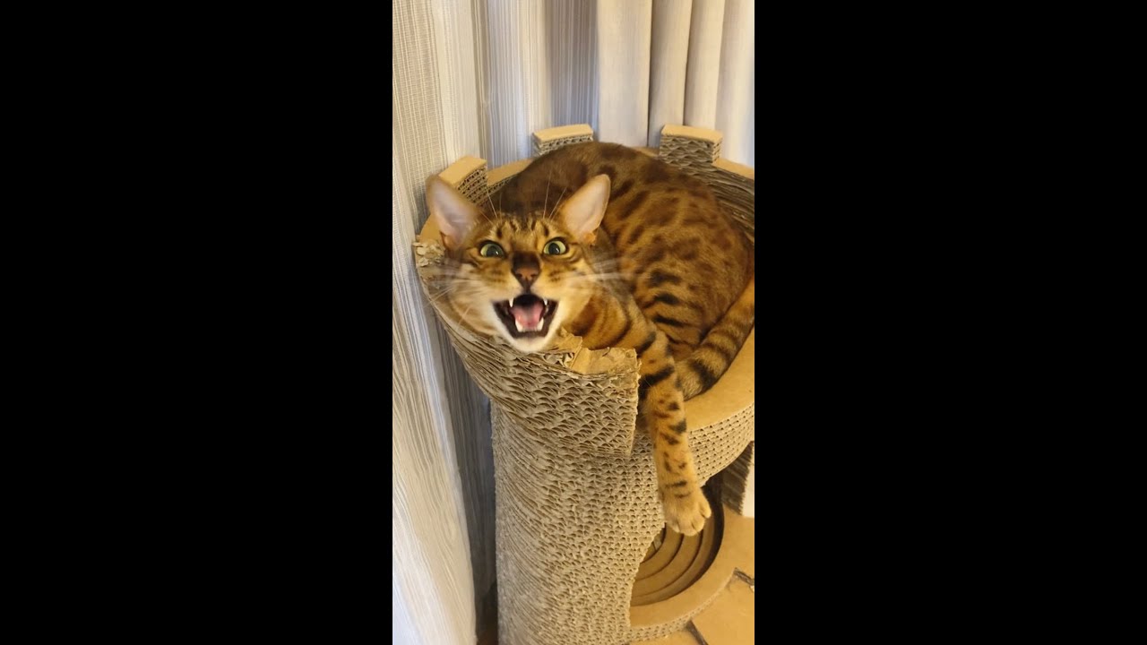 鳴きまくりジャニ系ベンガル猫ニコちゃん #shorts