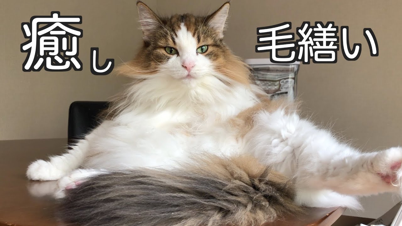 【癒し】最高！ノルウェージャンフォレストキャットの毛繕い・Norwegian Forest Cat