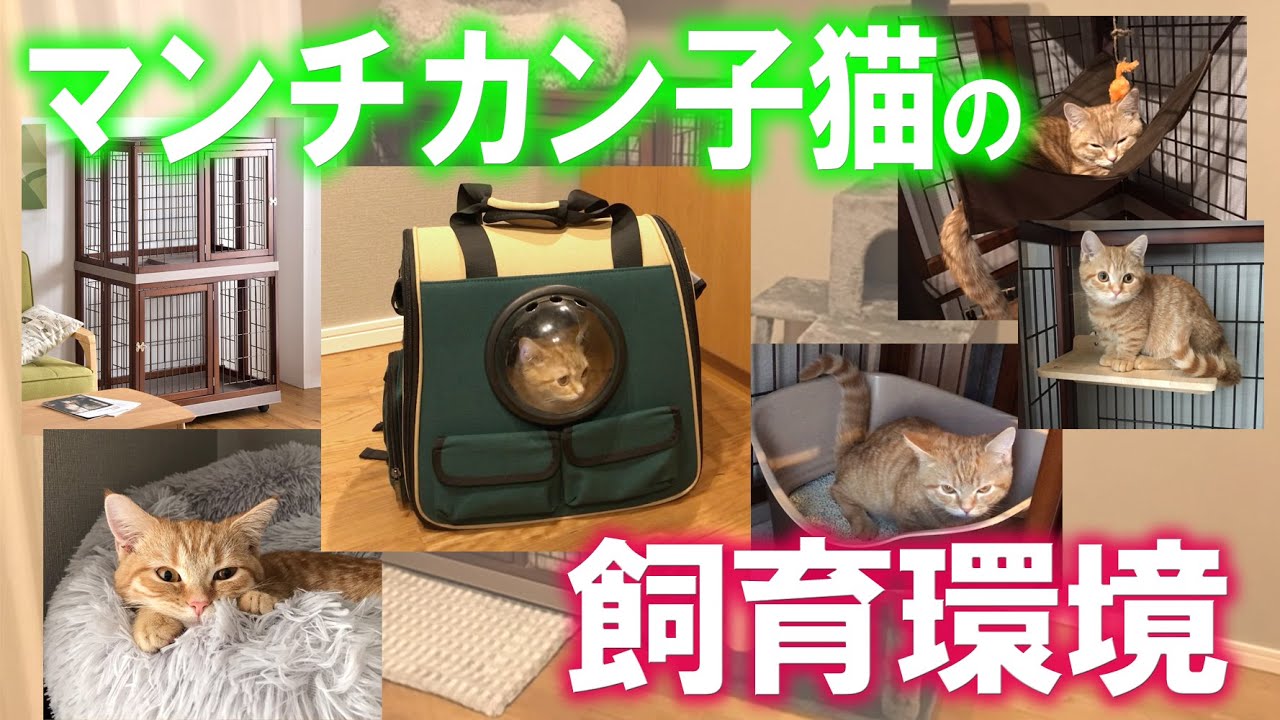 「マンチカン子猫の飼育環境」を紹介します