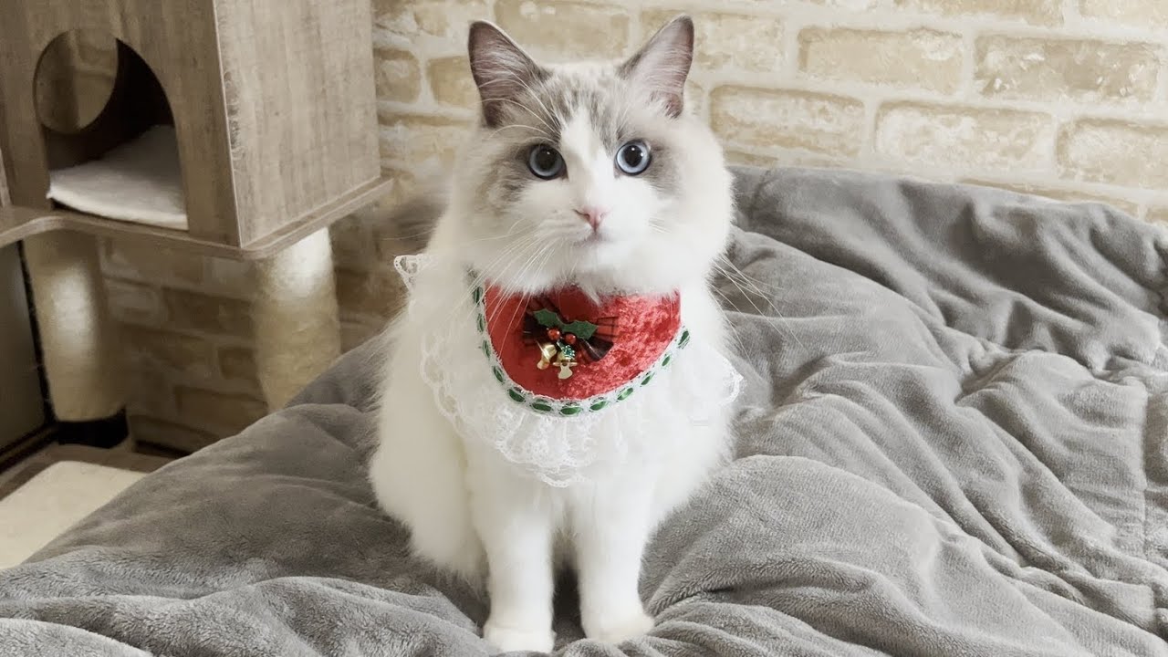 クリぼっちの飼い主を癒してくれるサンタ猫が可愛すぎた！【ラグドール】【かわいい】