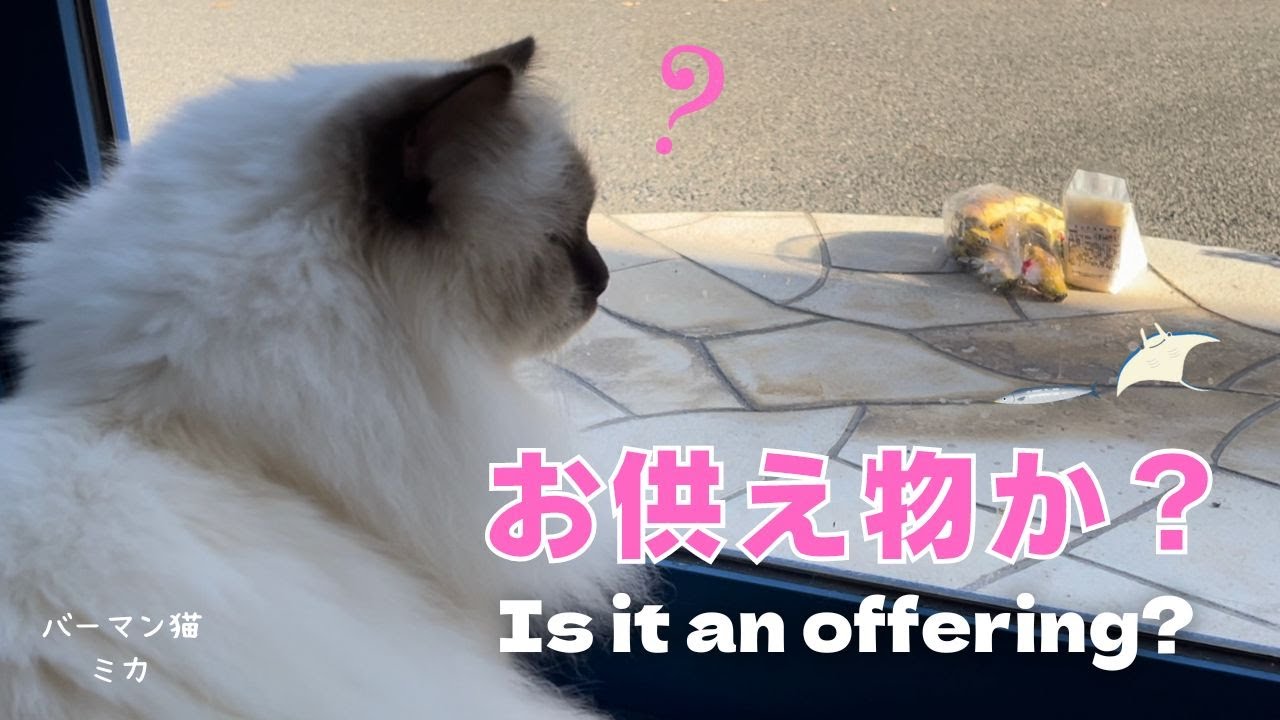 バーマン猫ミカ【お供え物か？】Is it an offering?（バーマン猫）Birman/Cat