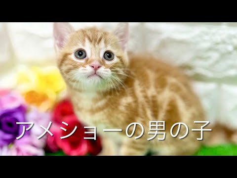アメリカンショートヘアの子猫　（和歌山）