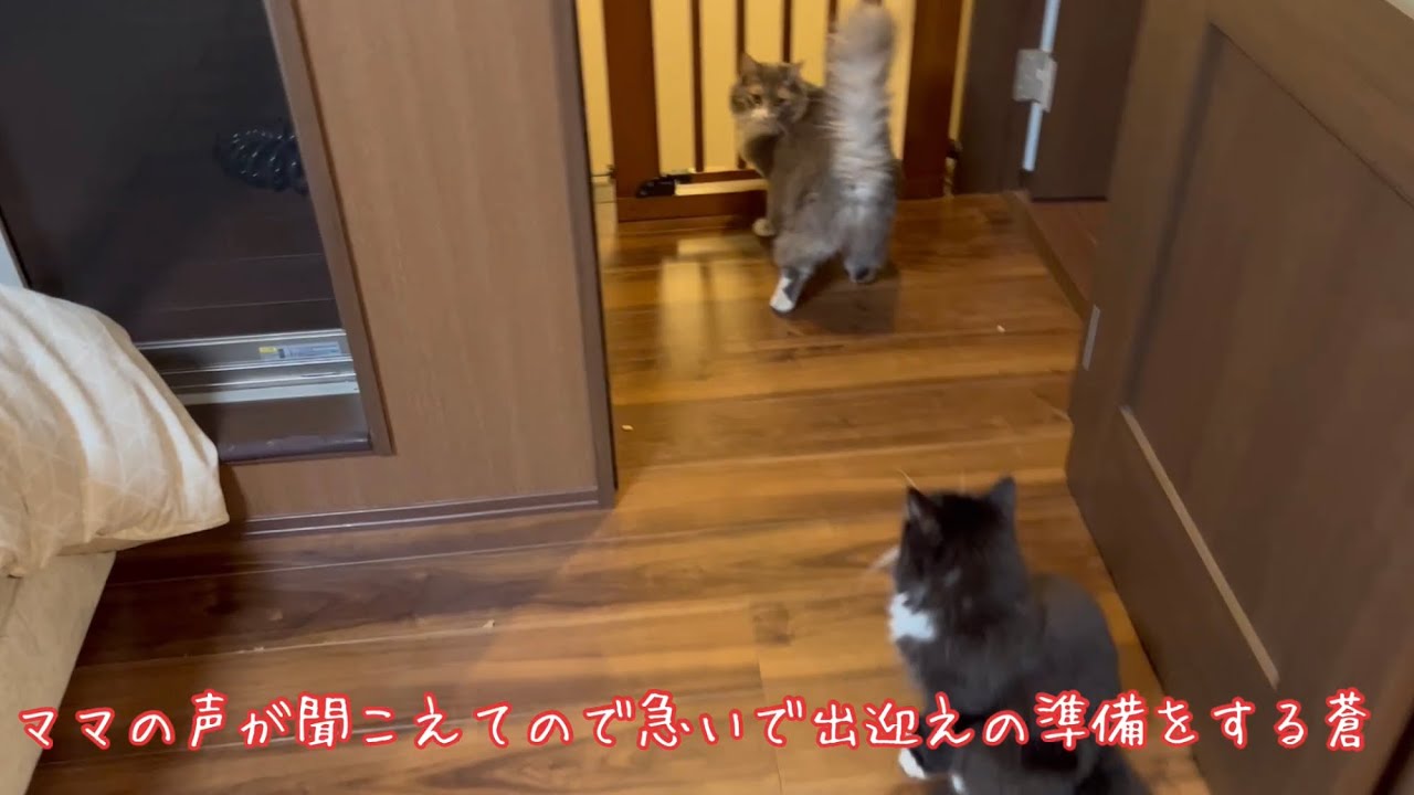 3日ぶりのママとの再会に喜びを爆発させる猫　ノルウェージャンフォレストキャット　Cat waiting impatiently for owner's return