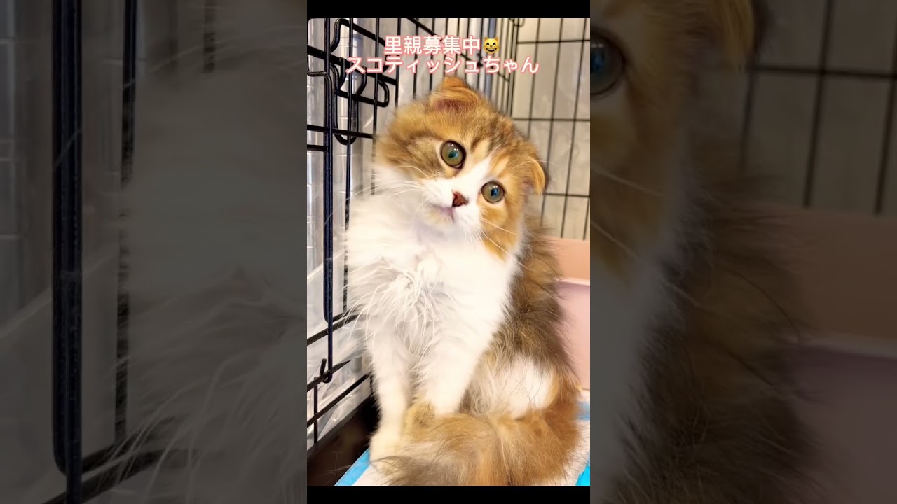#里親募集中 #スコティッシュフォールド折れ耳 #スコティッシュフォールド子猫