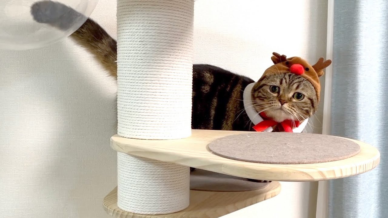 困り顔のメルトナカイさんが現れた！