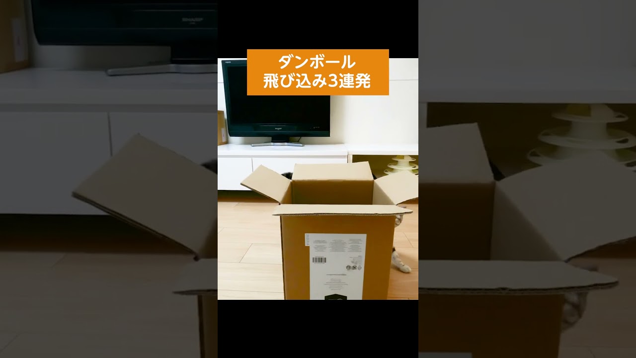 ダンボール飛び込み3連発【アメリカンショートヘアー】 #shorts #猫のいる暮らし #こねこ