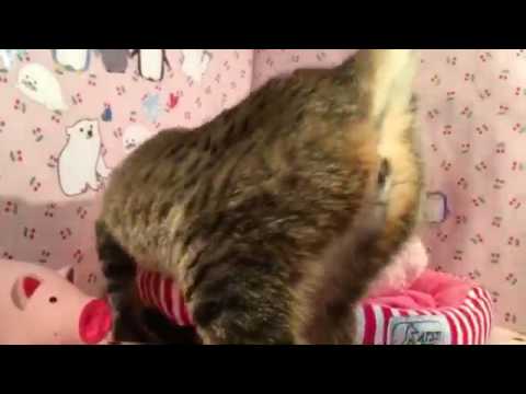 ペットショップCOO&RIKU　エジプシャンマウ　307343