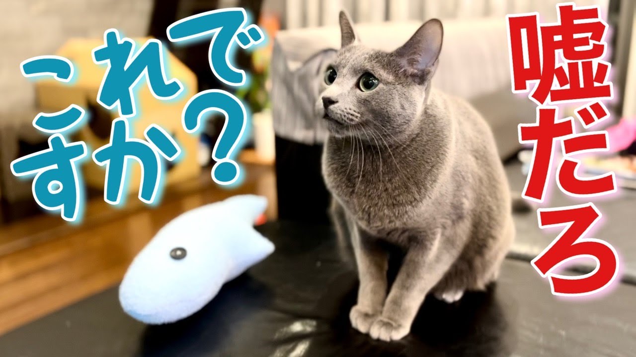 Xmasプレゼントに複雑な心境の猫【ロシアンブルー】Russian Blue cat Kotetsu~Cat with complicated feelings for Xmas present