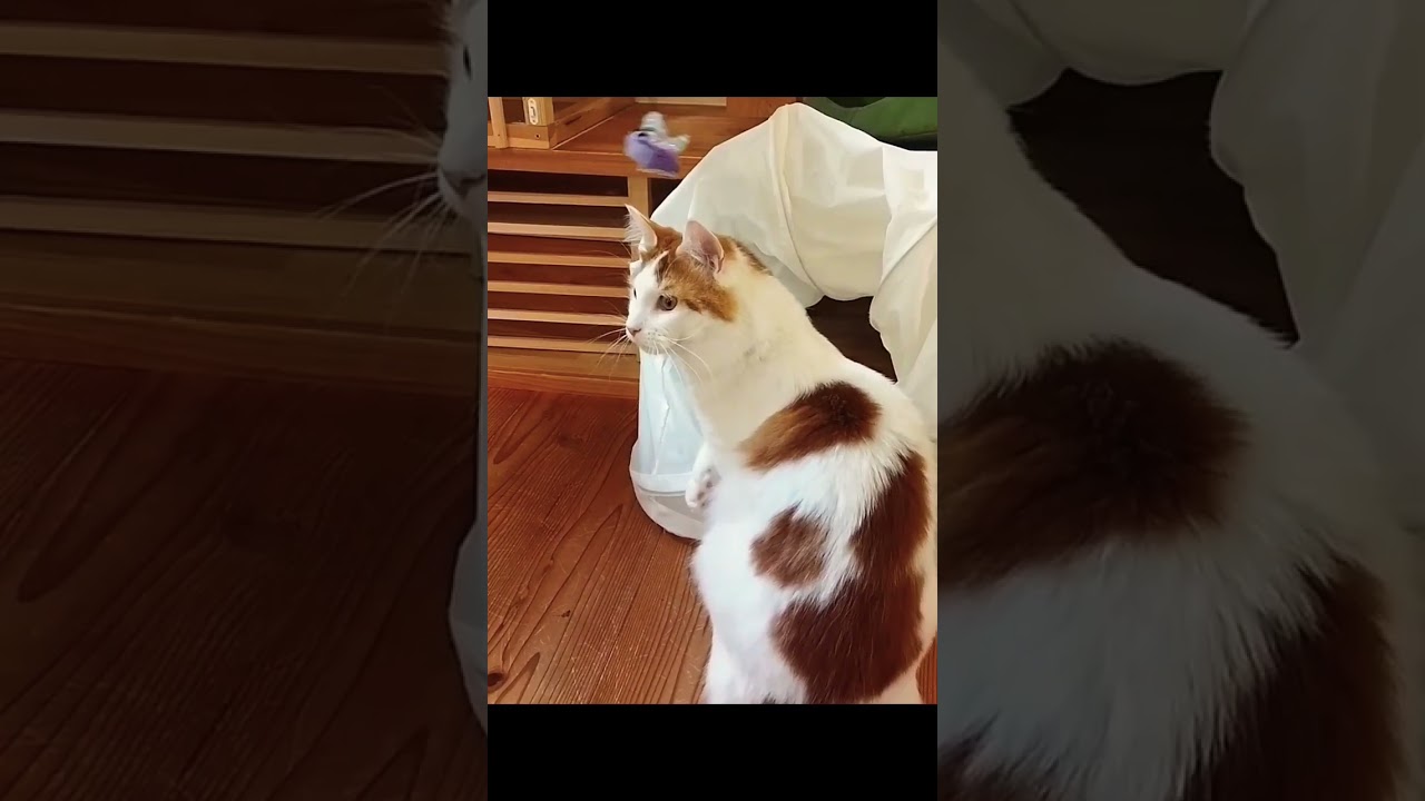 世界一大きい家猫メインクーンが遊ぶとこうなります #shorts #cat