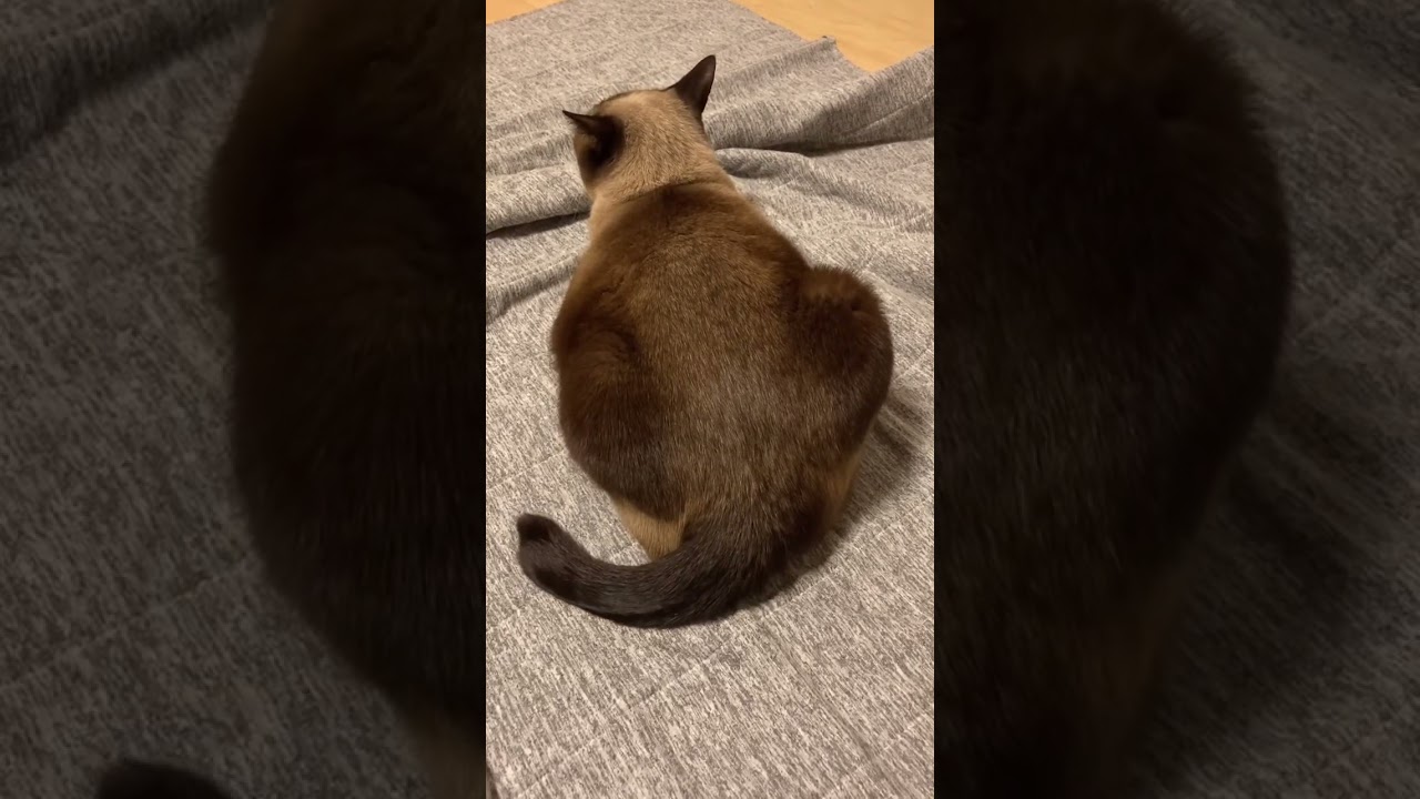 シャム猫のしっぽ