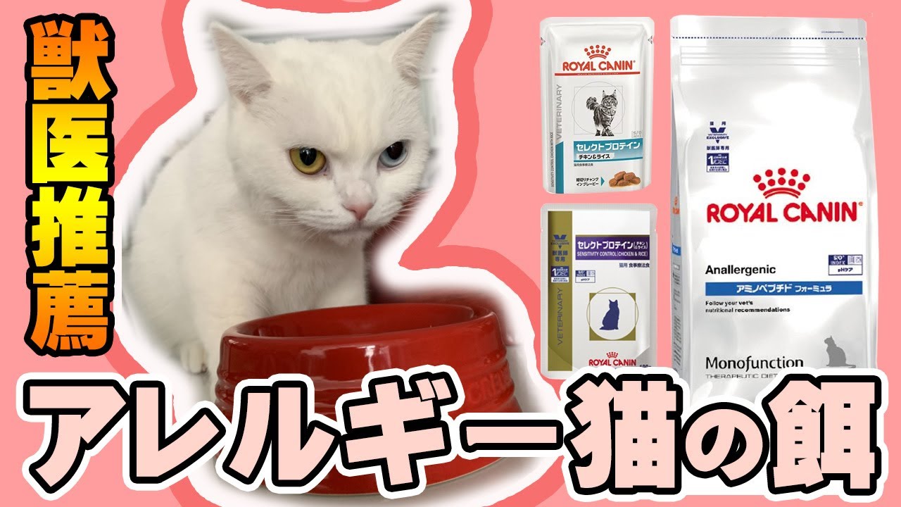アレルギー猫の餌【スコティッシュフォールド】