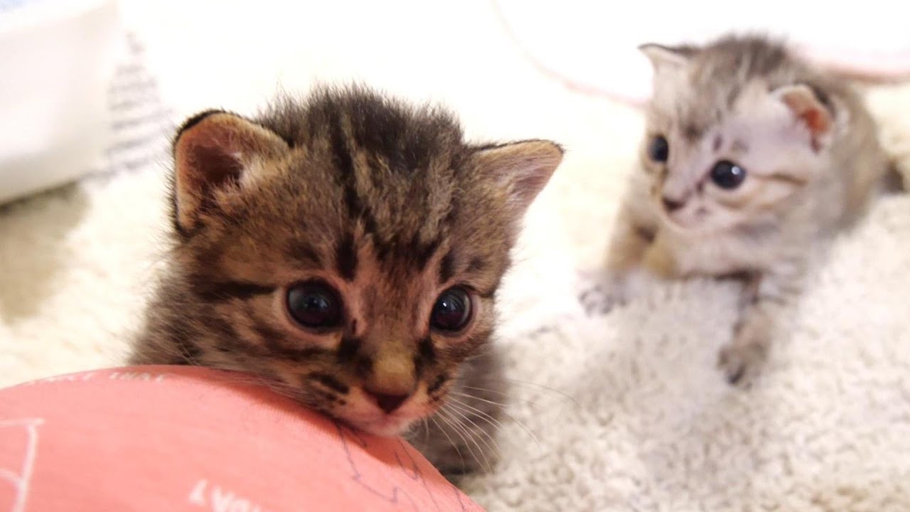 寝ぼけた子猫がママの膝の上に登ろうと順番待ちに【赤ちゃん猫　保護猫】