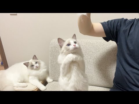 自分の抜け毛を抱きしめたくて仕方ないラグドールの子猫