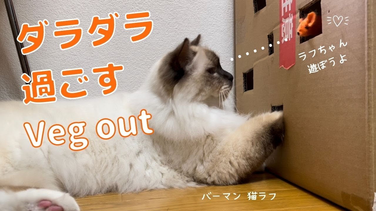 バーマン猫ラフ今日はノリが悪い【ダラダラ過ごす】Veg out（バーマン猫）Birman/Cat