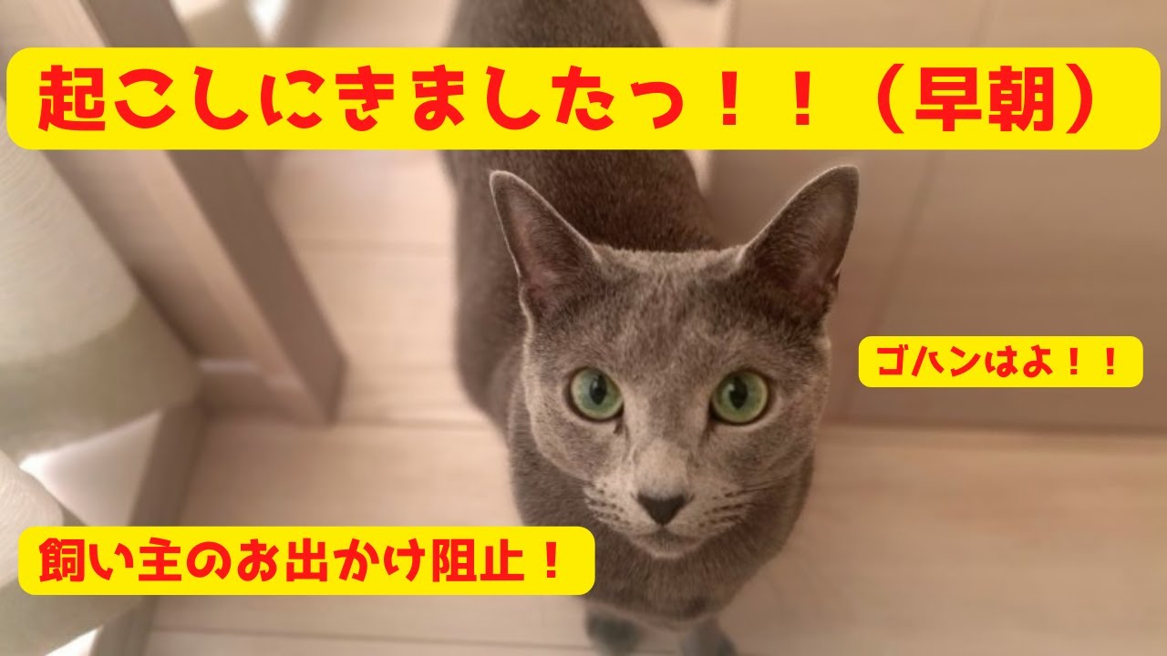 【ロシアンブルー】猫の困ったモーニングルーティン　Cat morning routine