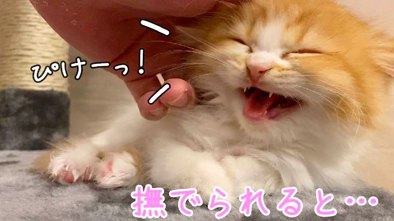 撫でられると嬉しくて鳴いちゃうマンチカンの子猫が可愛い！