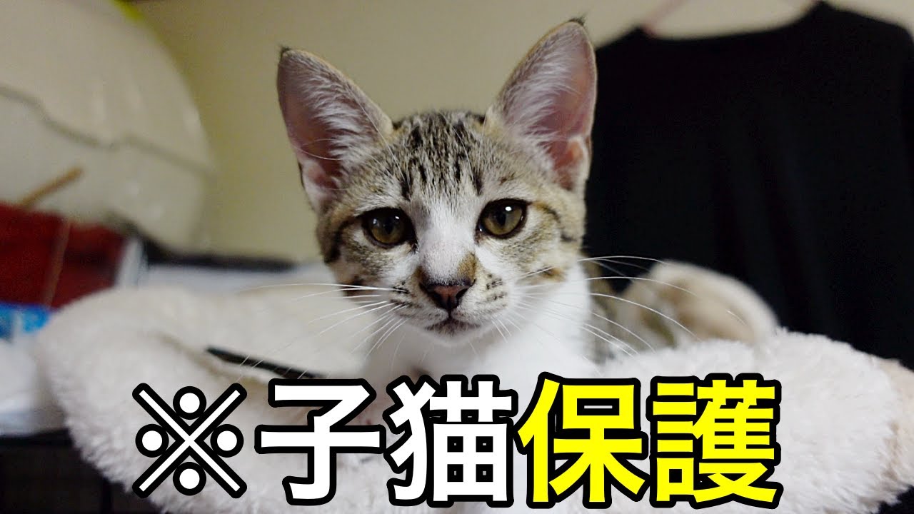 極寒のなか捨てられていた小さな子猫を保護しました…