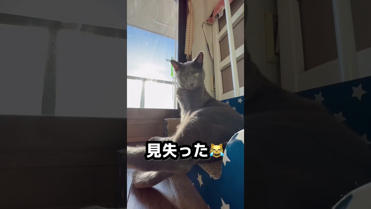 【ロシアンブルー】めろんの穏やかな・・日向ぼっこ😌【猫】#shorts