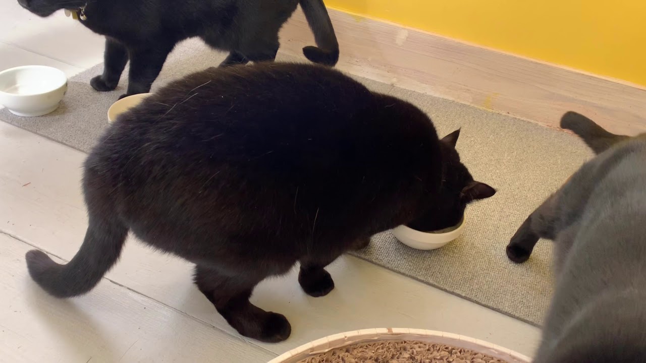 平和な猫達の日常風景☆黒猫ボンベイ