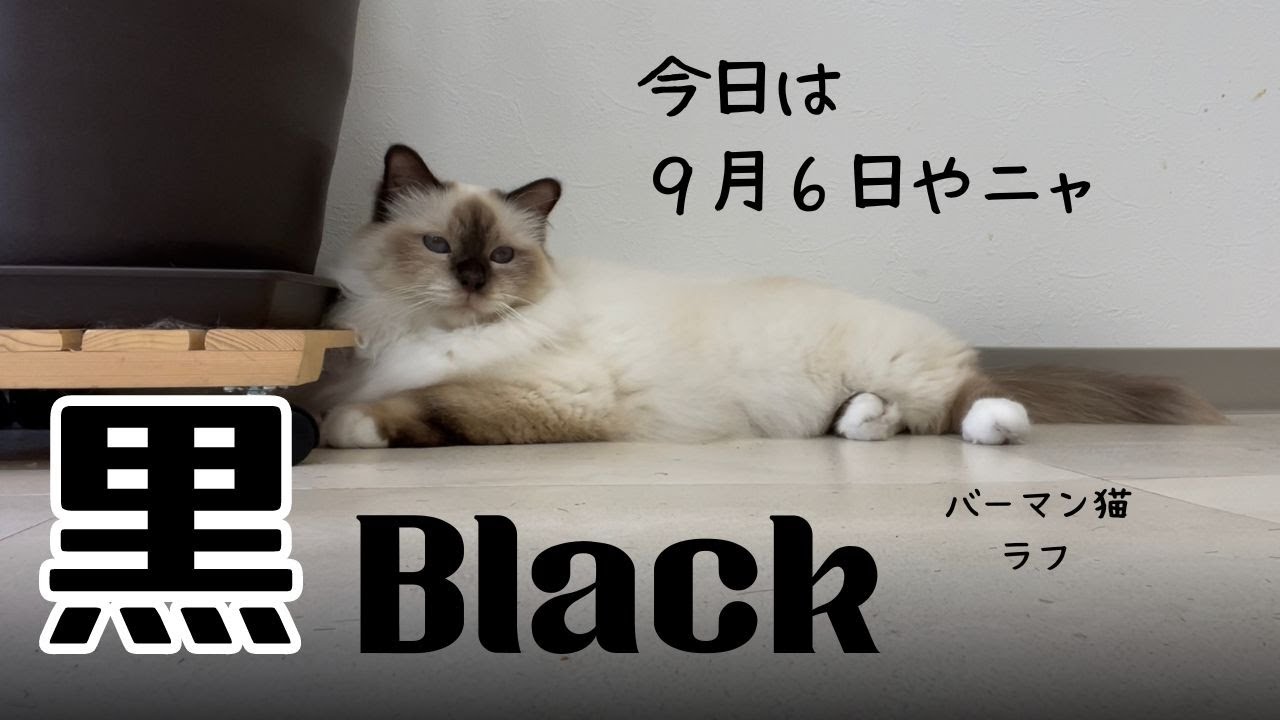 今日はにゃんの日？【黒】Black（バーマン猫）Birman/Cat