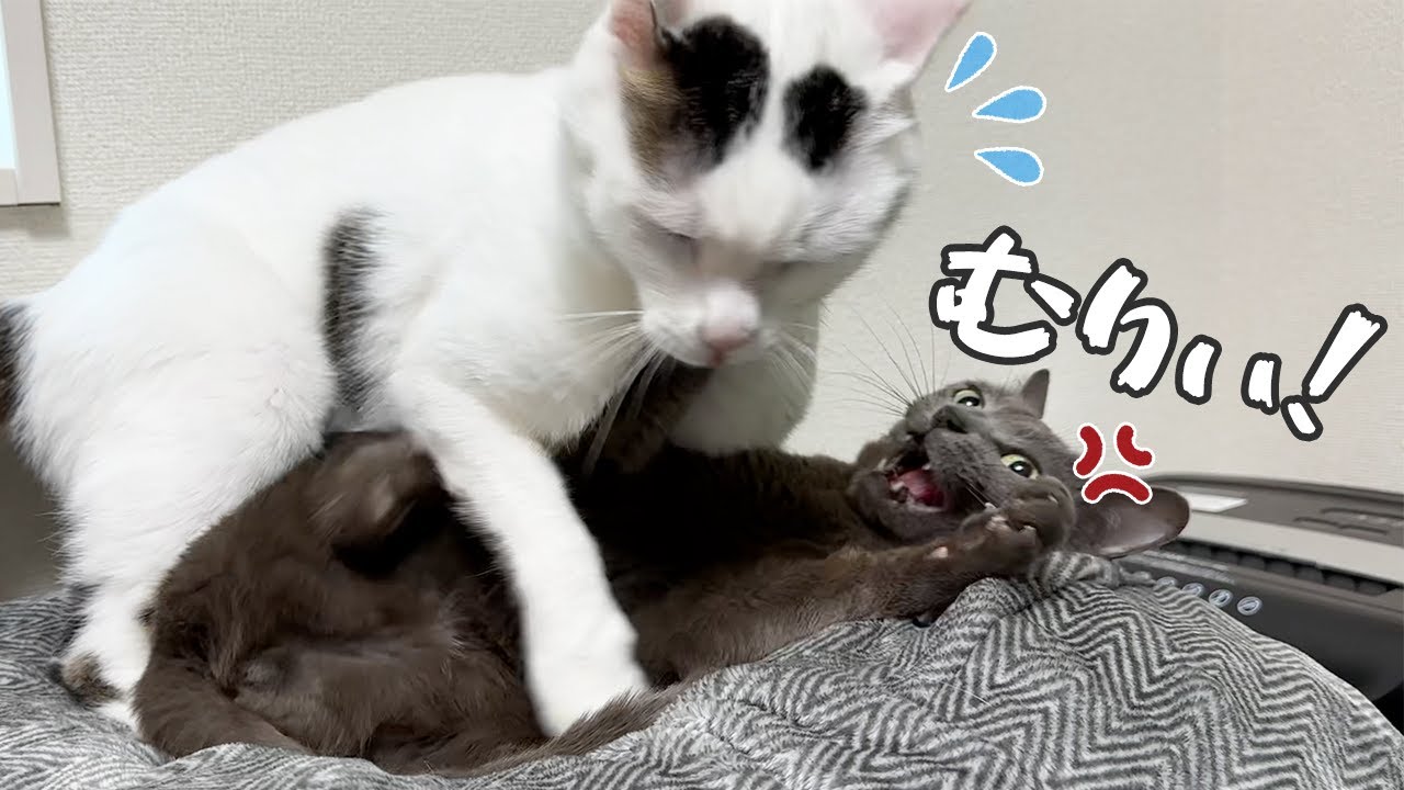 いまだに大好きなハムちゃんに甘えようとしてキレられるチロさん