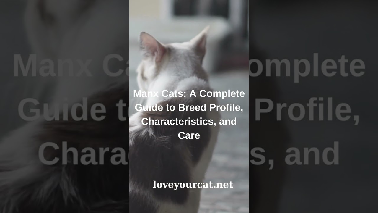 Manx Cats A Complete Guide to Breed Profile, Characteristics, and Care #shorts