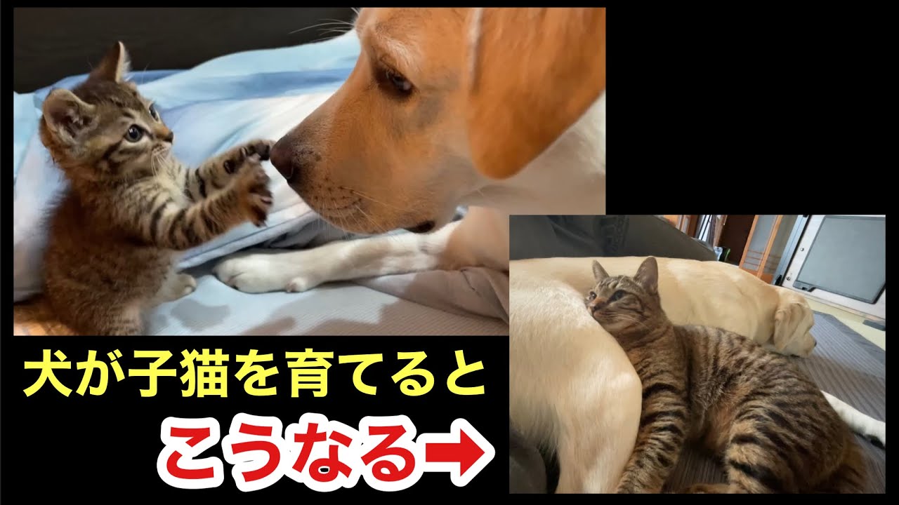 ラブラドールが育てた子猫はこうなりました(ベタベタの甘えん坊に成長)